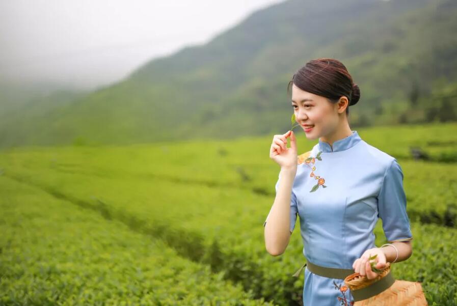 音 京东集团都点赞的“秋香”ag真人热销不止的安溪铁观(图9)