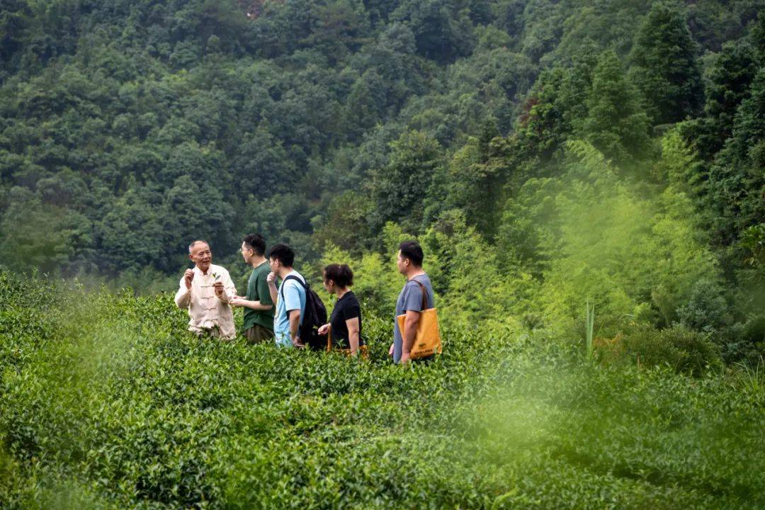 之旅首站造访百年茶乡安溪AG真人游戏茶的传人溯源(图8)